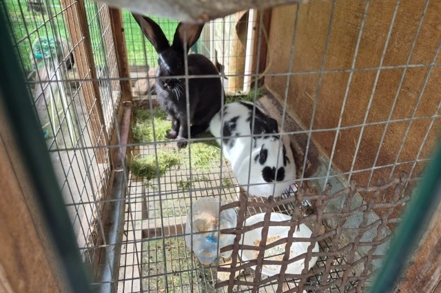 Животные на дачах должны содержаться в клетках или вольерах.