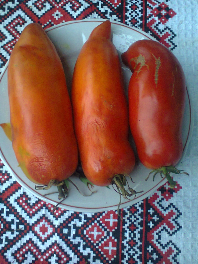 У сорта Дядя степа самые длинные плоды.