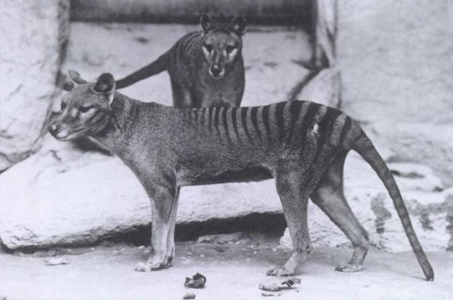 Сумчатые волки в нью-йоркском зоопарке, 1902 г.