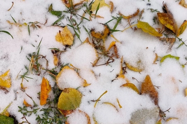 В ближайшие недели снег засыплет опавшую листву.  