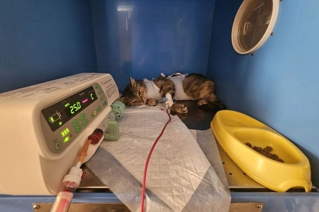Кошечке пришлось многое пережить - ранение, операцию, переливание крови, долгое лечение... Но теперь все эти испытания остались в прошлом.,