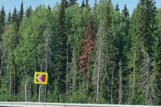 Заражённое дерево надо вырубить и сжечь.
