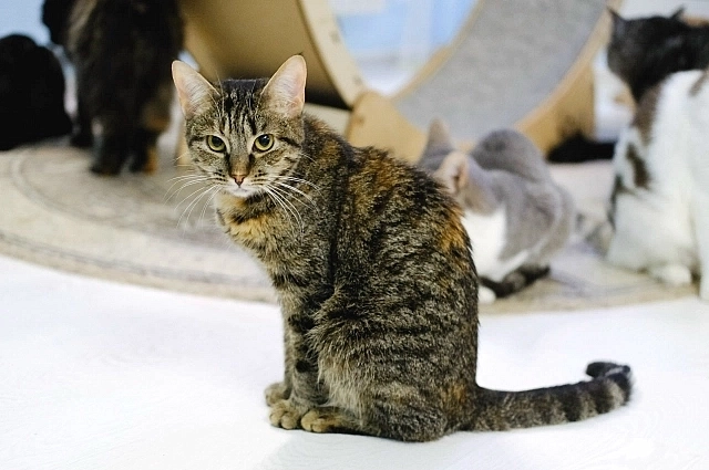 Осиротели 170 любимцев.