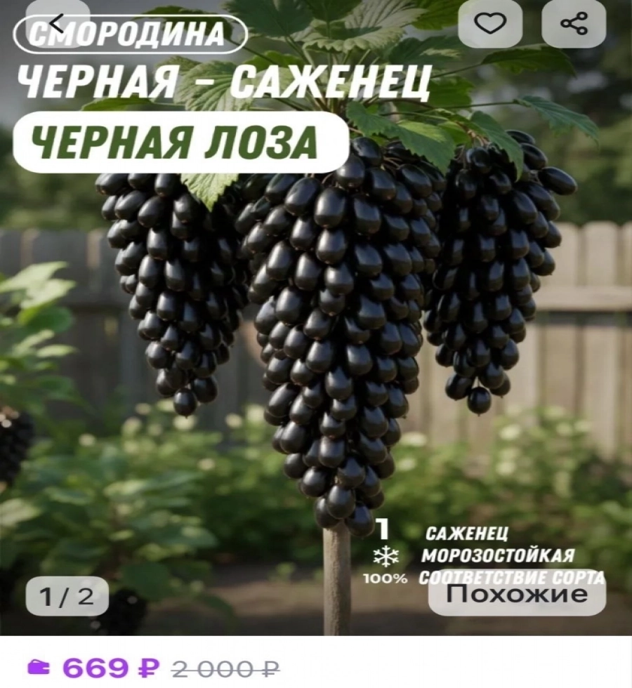 Смородина глазами нейросети и продавца маркетплейса.