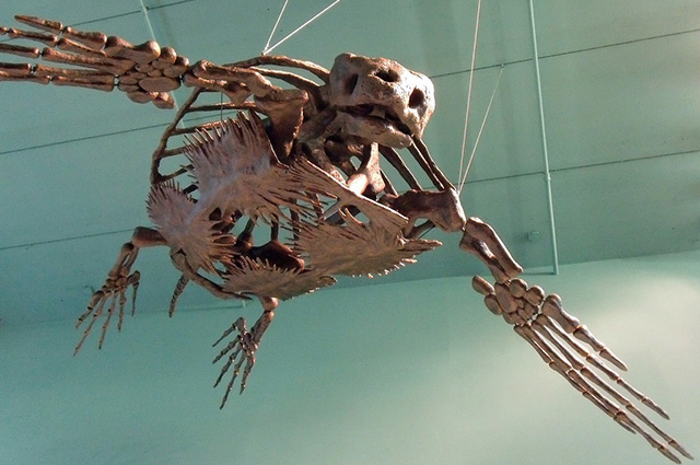 Скелет архелона