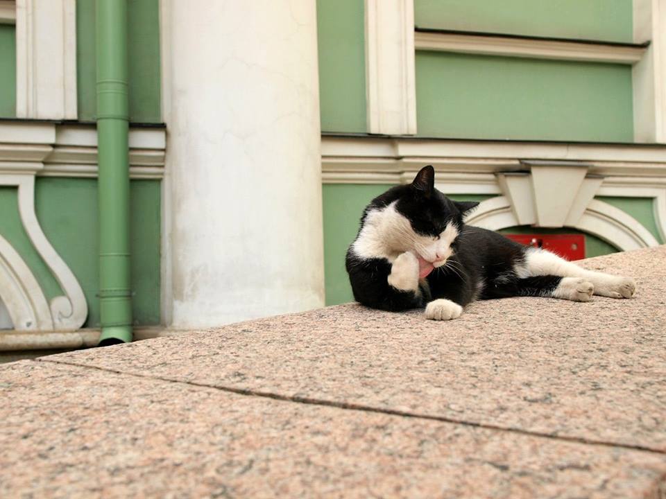 эрмитажные коты