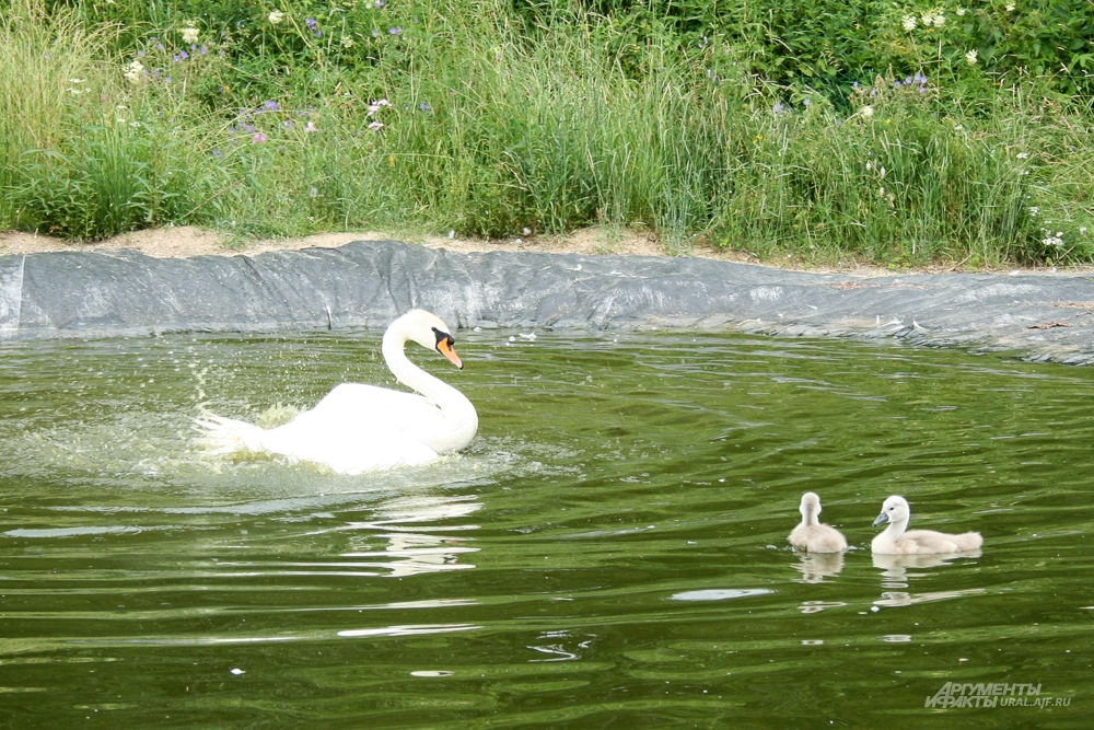 Для семьи белых лебедей пришлось оборудовать искусственный водоём. 