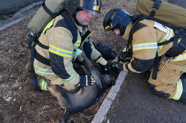 Благодаря усилиям пожарных, собака начала дышать и открыла глаза. 