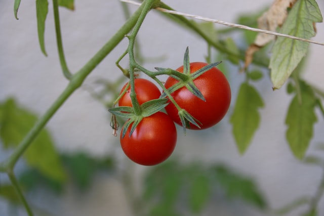 Томаты, помидоры