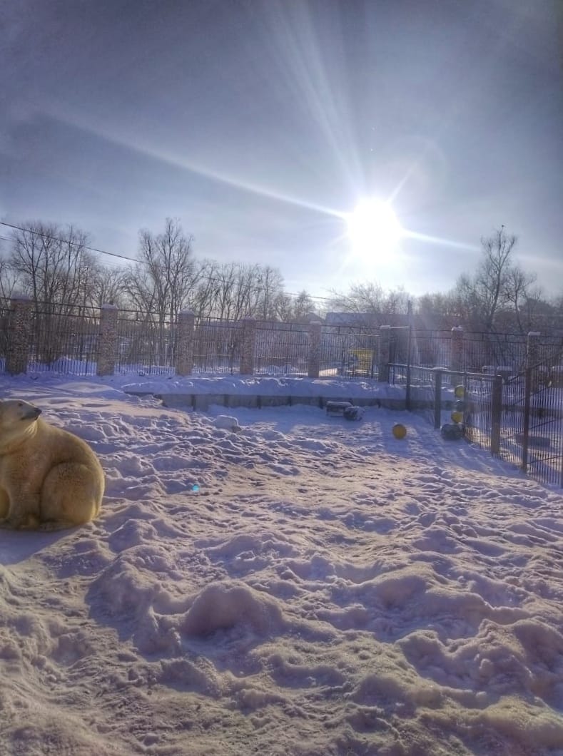 Полярный медведь в Большереченском зоопарке 