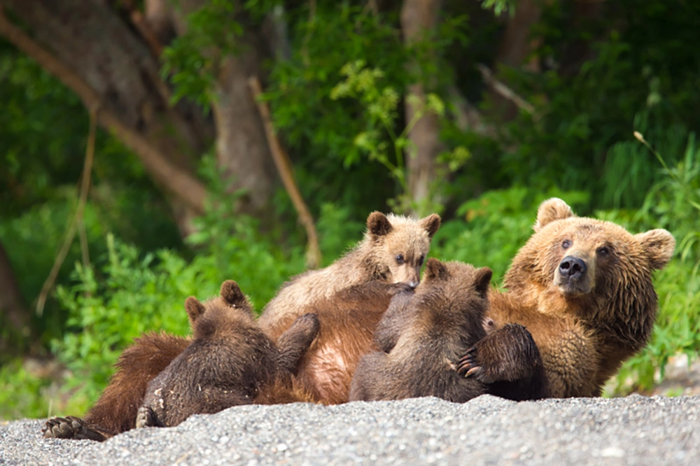 Рождения медвежат.