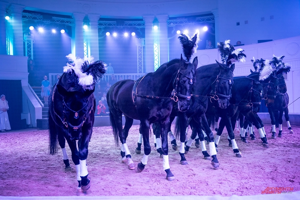 Танцами и трюками удивляют зрителей лошади-актёры Конного театра «Кремлёвской школы верховой езды».