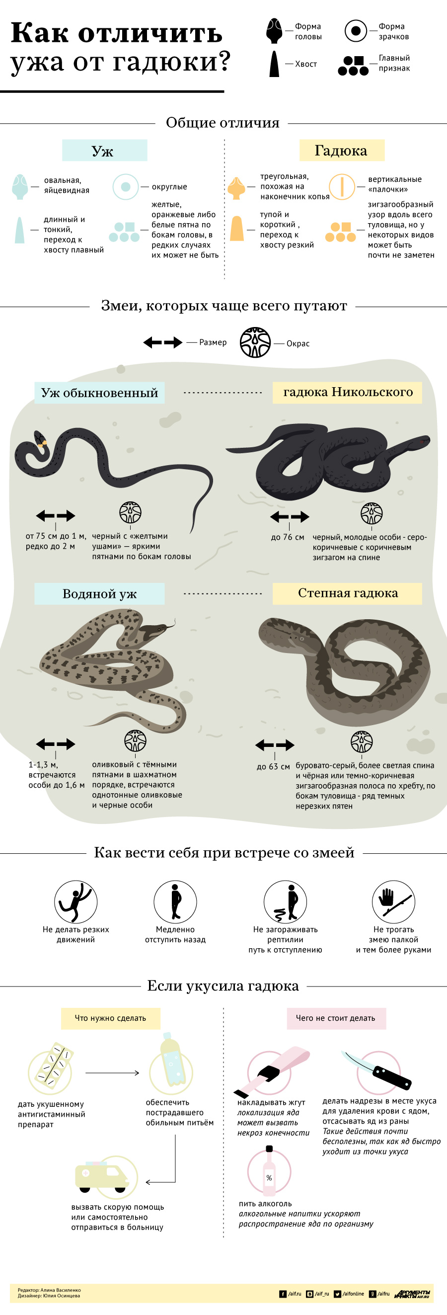 Инфографика змеи