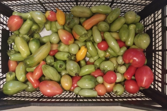 Вытянутые с тупым концом помидоры - это сорт дрова.