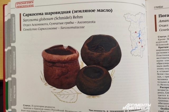 Саркосома шаровидная занесена в Красную книгу.