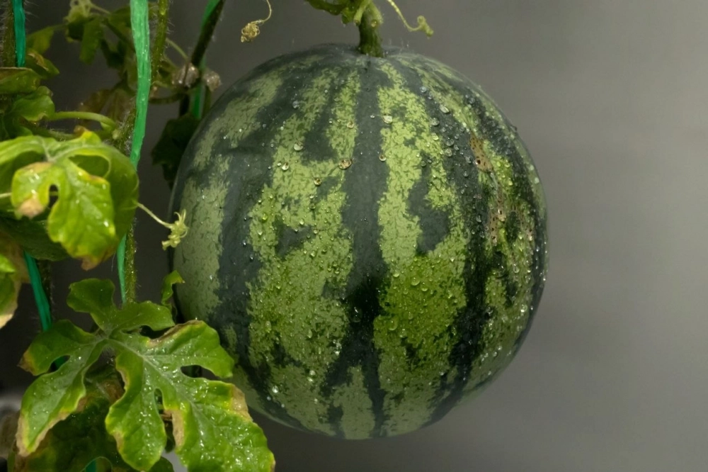 Чтобы обеспечивать полярников свежими овощами, зеленью и ягодами, с февраля 2020 года на «Востоке» реализуется эксперимент «Растения»