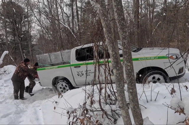 Отлов тигров