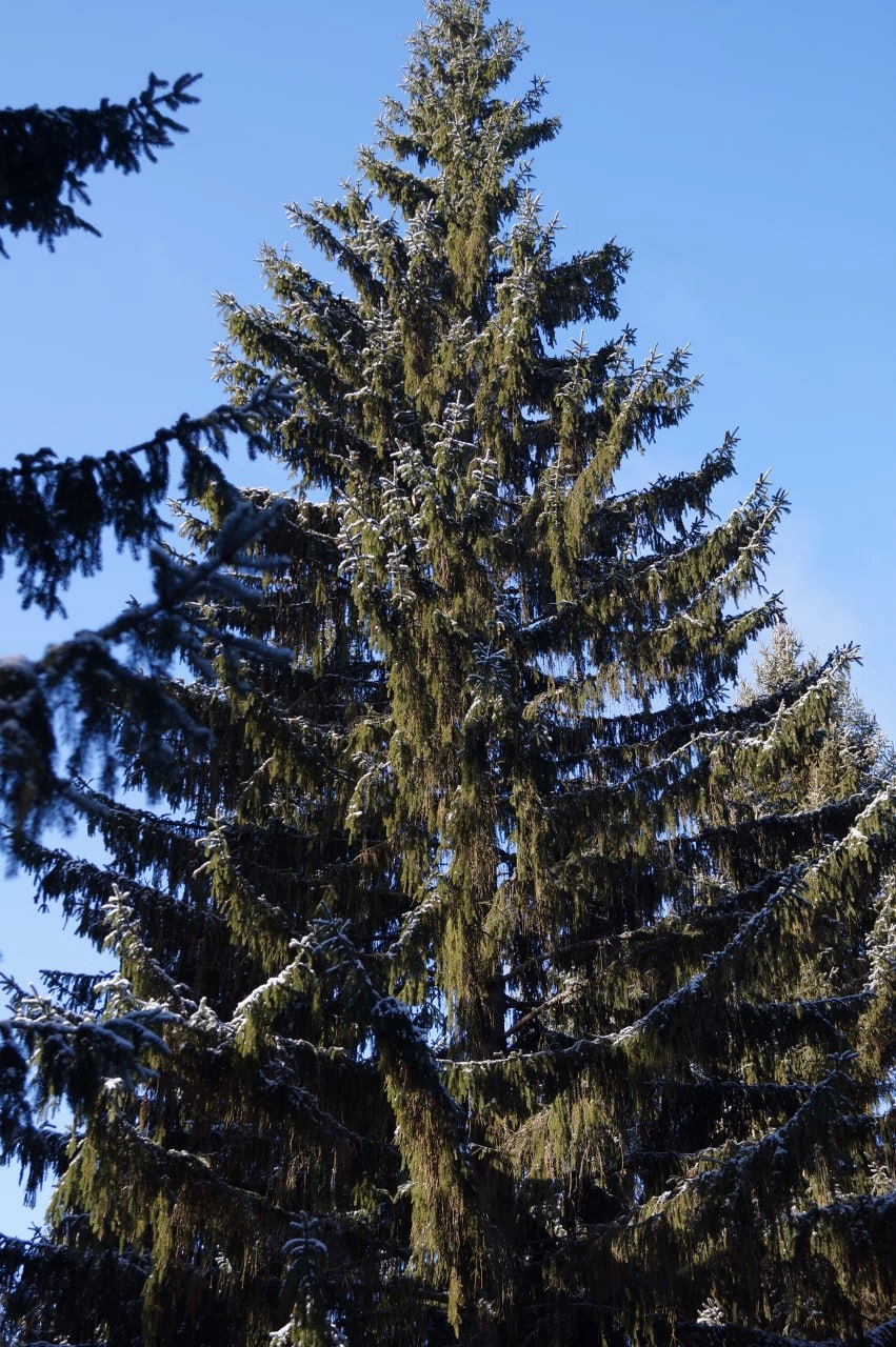 Дерево, которое станет главной елкой в этом году.