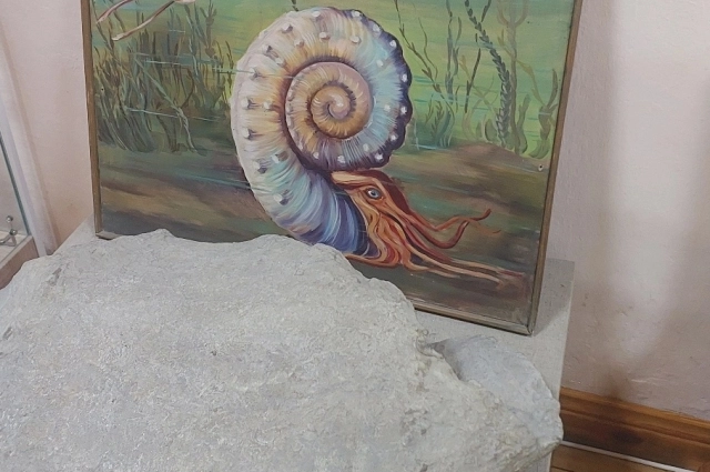 Раковина аммонита достигала 2 метров в диаметре.