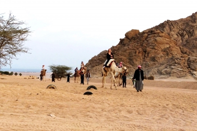 Катание на верблюдах входит в обязательную программу. 