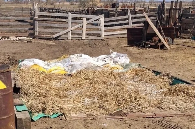 карантин из-за  лептоспироза в ЕАО