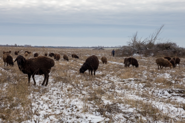 «Этим овцам не страшны ни жара, ни холод. Хорошо и быстро растут. Выносливые - до 50 километров в день могут пройти».