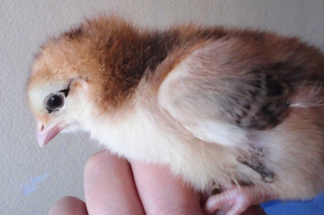 Первые цыплята у Любови появились на свет ровно три года назад, 8 марта.