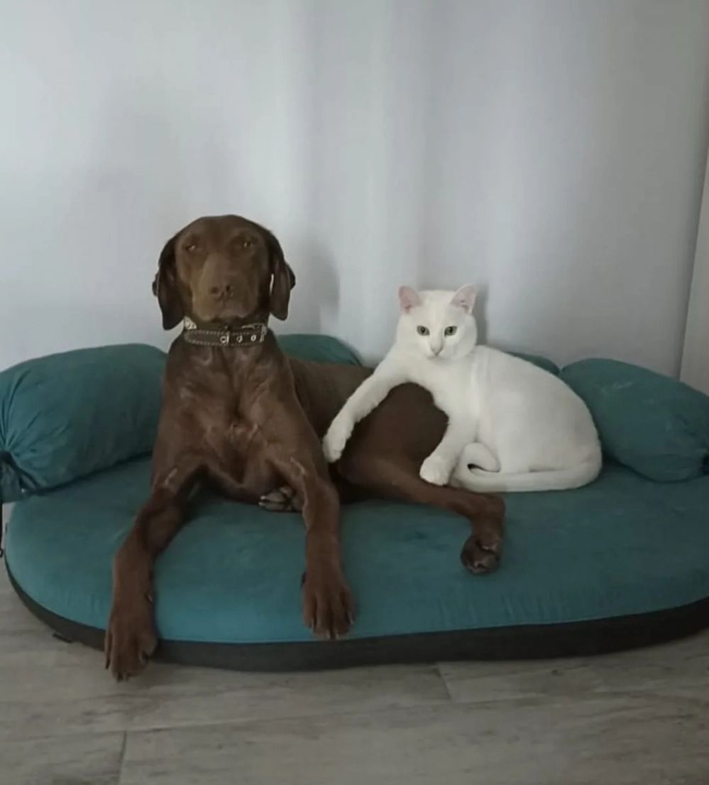 Терморегуляция собак и кошек не столь совершенна, как у человека.