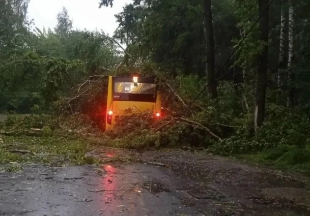 Дерево внезапно упало на автобус.