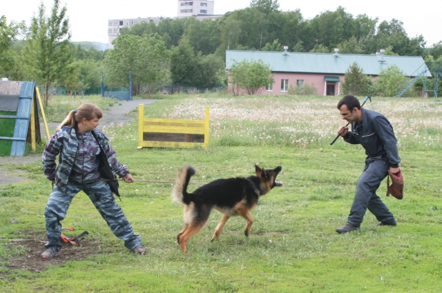 Подготовка у собак универсальная - могут и наркотики с бомбами искать, могут - и преступников задерживать