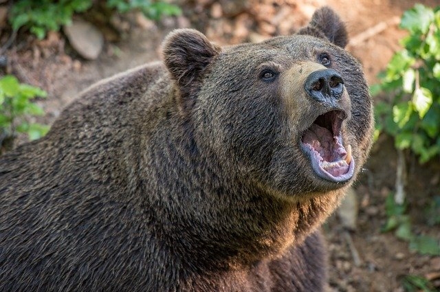 Отпугнуть медведя можно с помощью перцового баллончика. 