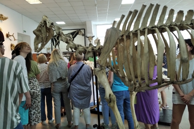 Скелет лошади можно спутать с останками динозавра. 