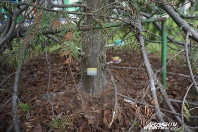 Чтобы не вырубать деревья в парке, им сделали инъекции.