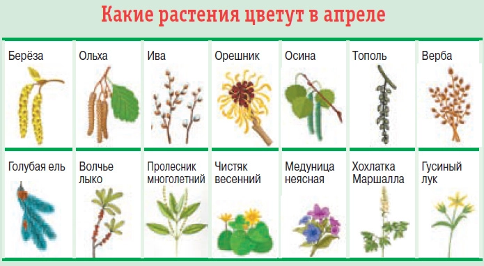 
        «Не пускайте на самотёк». Какой вид аллергии вызывает бронхиальную астму    