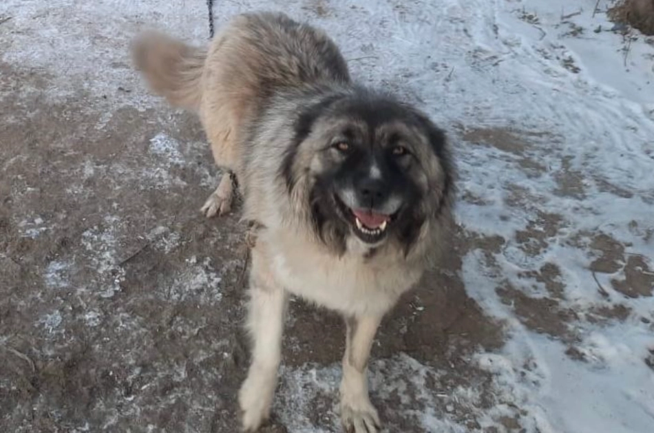 Так Гайна выглядела до пыток и лечения.