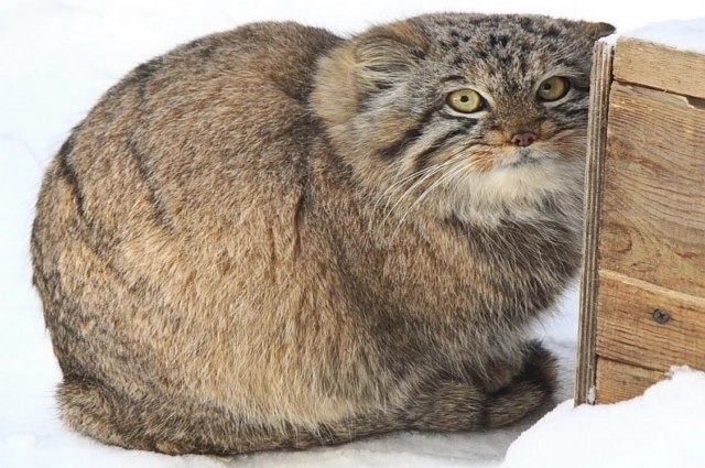 Фото: новосибирский зоопарк