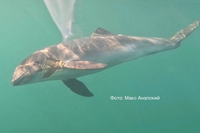 Раны на туловище дельфина привели специалистов в шок.