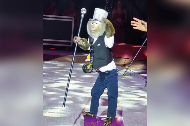 цирк счастье