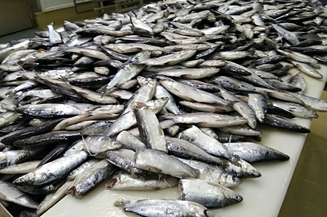 Сильный прессинг на популяции идет со стороны рыбного промысла.