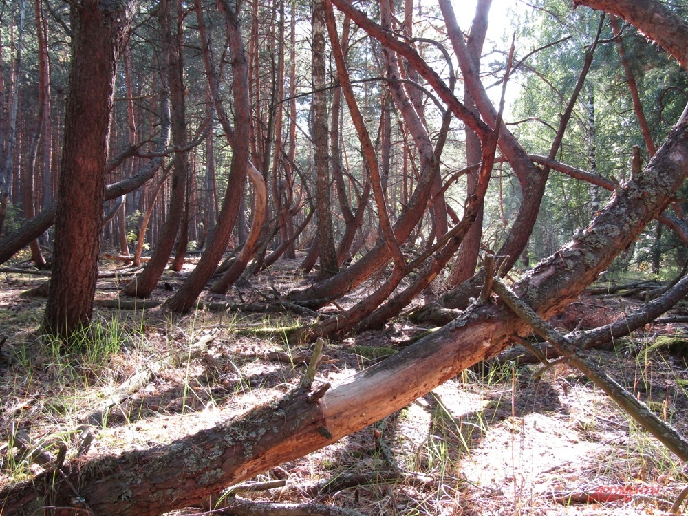 Заколдованный лес 
