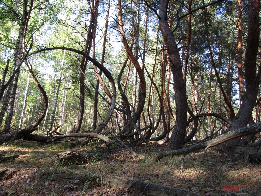 Заколдованный лес 