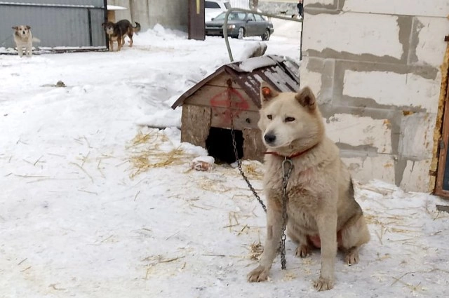 Собаки приют