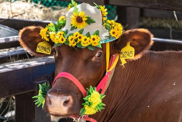 Молочная страна фестиваль уфа