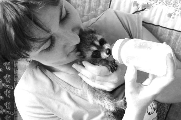 Еноты лучше воспринимают женщин, видимо, потому, что в природе в семье енотов нет папы.