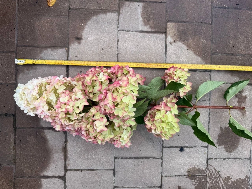 Фрайз Мельба - 56 см соцветие!