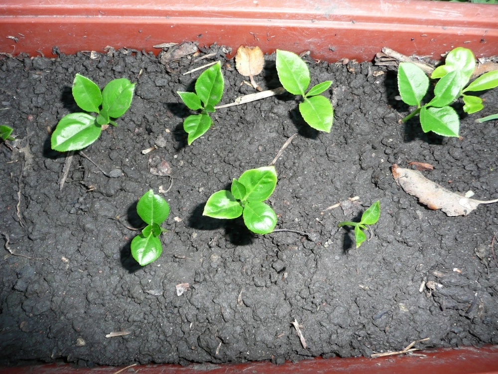 Сеянцы лимона.