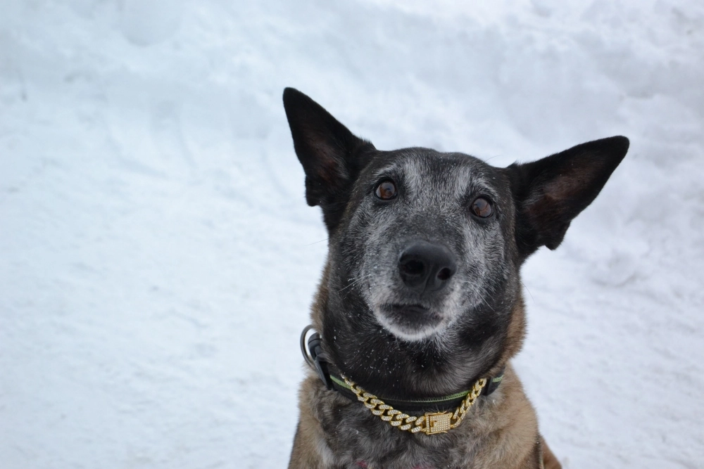 Норвегия темпераментная и ласковая.