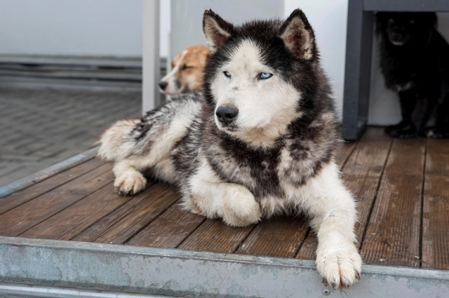 В феврале клеща в Перми сняли с собаки.