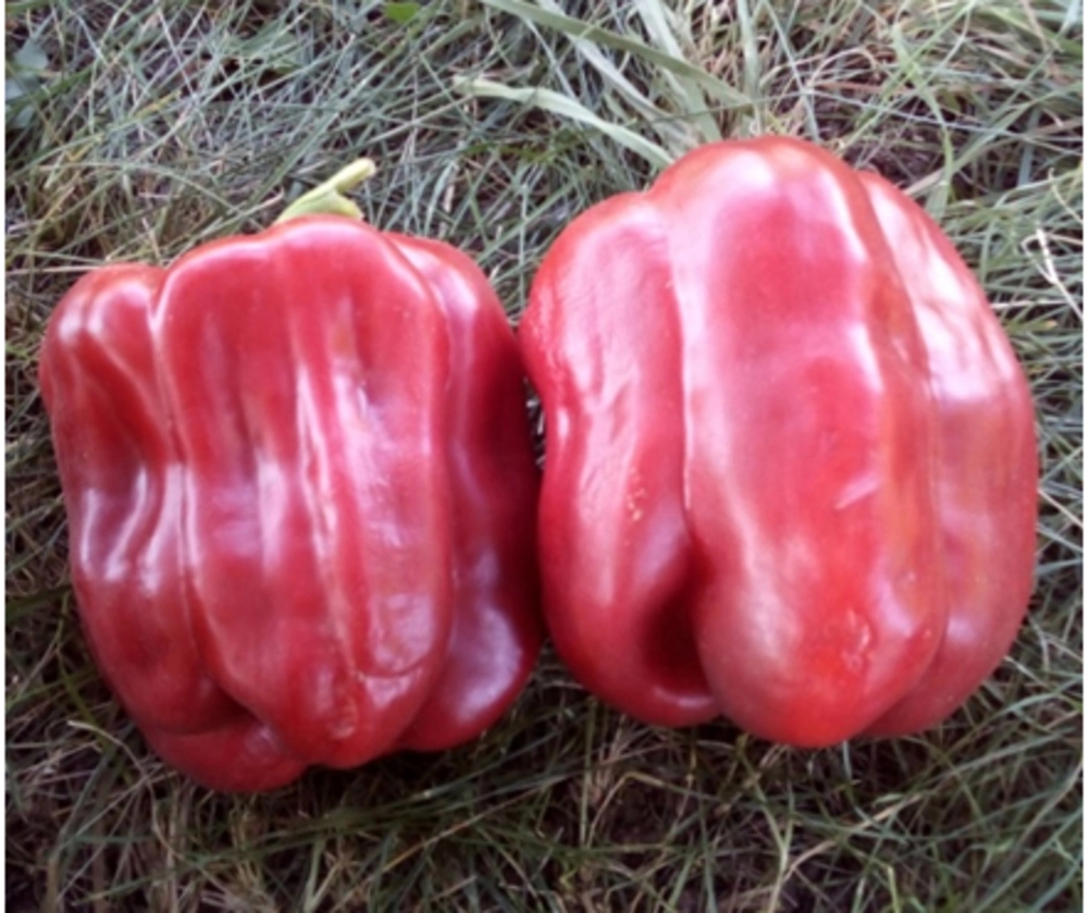 Биг рэд чиз