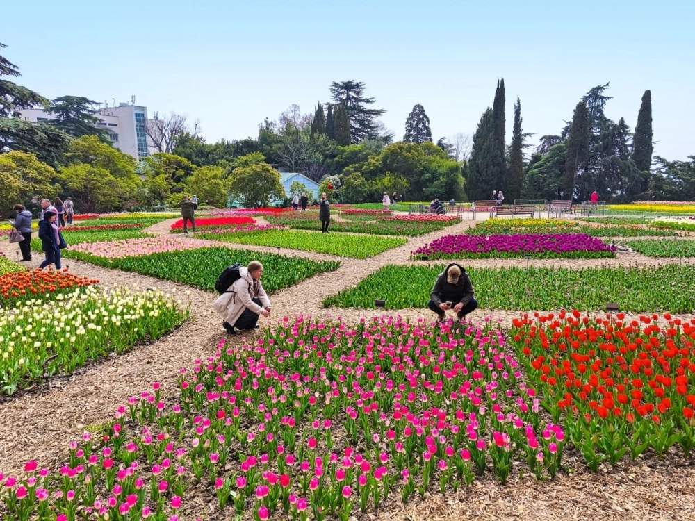 Парад тюльпанов в Никитском ботаническом саду. 